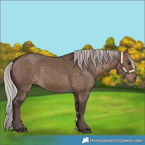 Horse Color:Silver Brown Dun 
