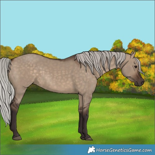 Horse Color:Silver Brown Dun 