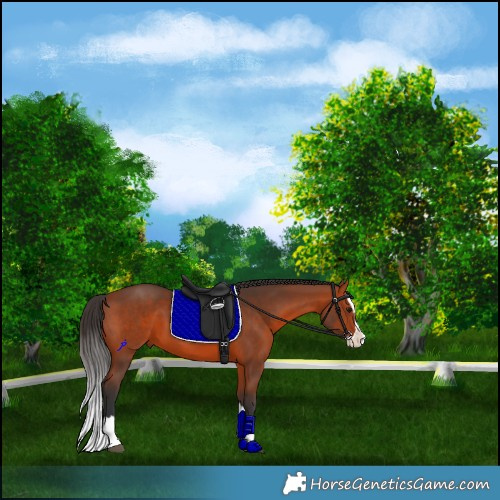 Horse Color:Bay Splash