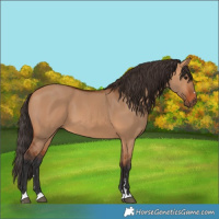 Horse Color:Bay Dun