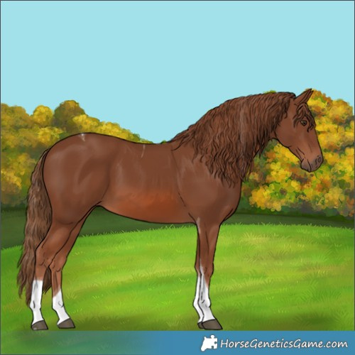 Horse Color:Chestnut Tobiano 