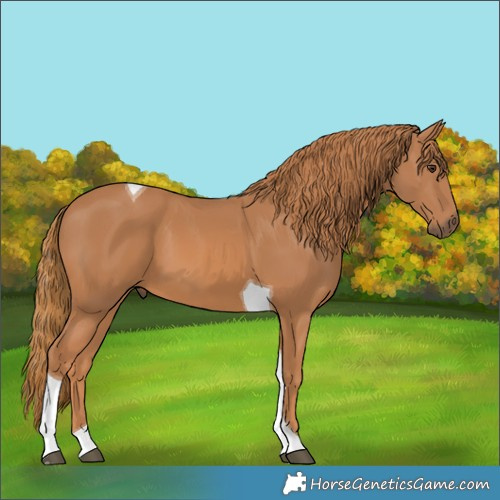 Horse Color:Unknown 