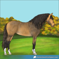 Horse Color:Buckskin