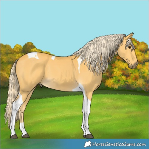 Horse Color:Unknown 