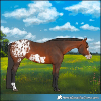 Horse Color:Bay Appaloosa  and Bay Frame Appaloosa 