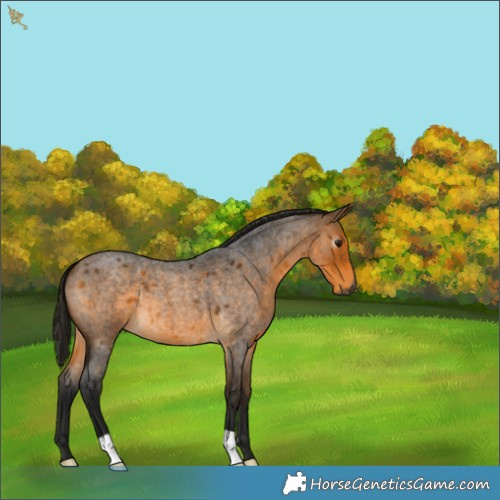 Horse Color:Gray Buckskin Roan 