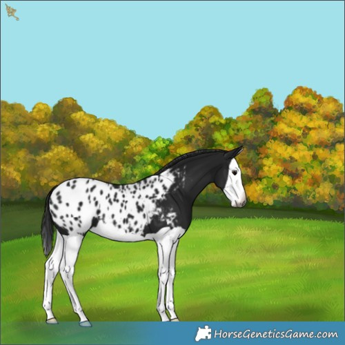 Horse Color:Gray Black Splash Appaloosa 