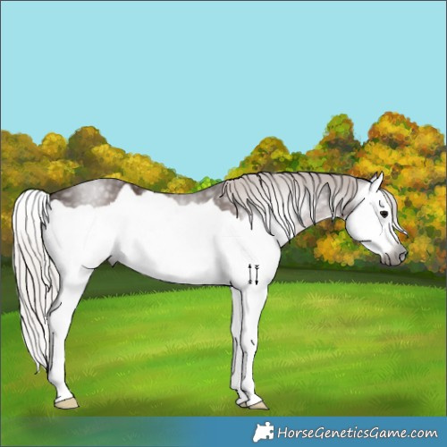 Horse Color:Gray Silver Black Splash