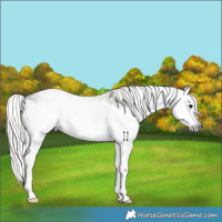 Horse Color:Gray Silver Black Splash 