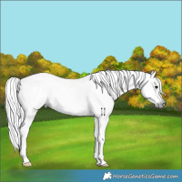 Horse Color:Gray Silver Black Splash