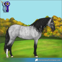 Horse Color:Gray Blue Roan Rabicano 