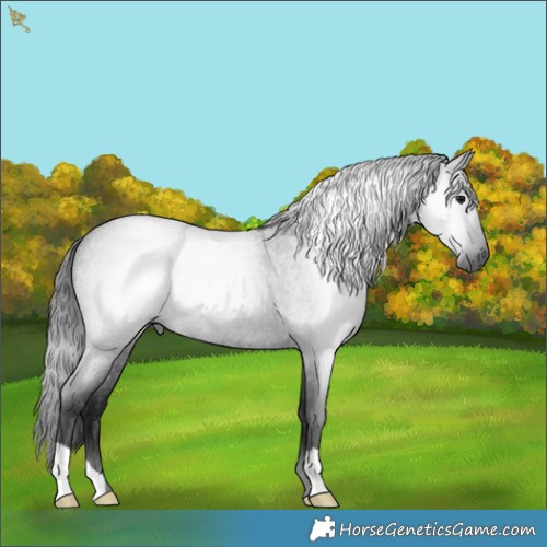 Horse Color:Gray Smoky Blue Roan 