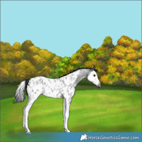 Horse Color:Gray Blue Roan Splash Near Leopard