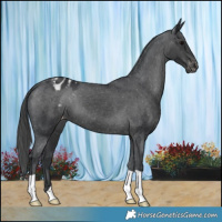 Horse Color:Black Appaloosa 