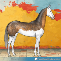 Horse Color:Buckskin Splash 