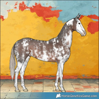 Horse Color:White Spotted Liver Chestnut Sabino Splash 