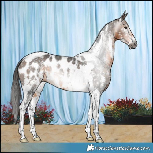 Horse Color:Gray Buckskin Sabino Tobiano Appaloosa 