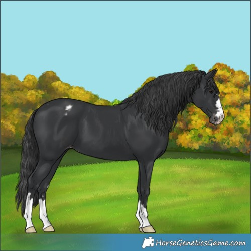 Horse Color:Unknown 