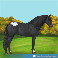 Horse Color:Black Varnish 