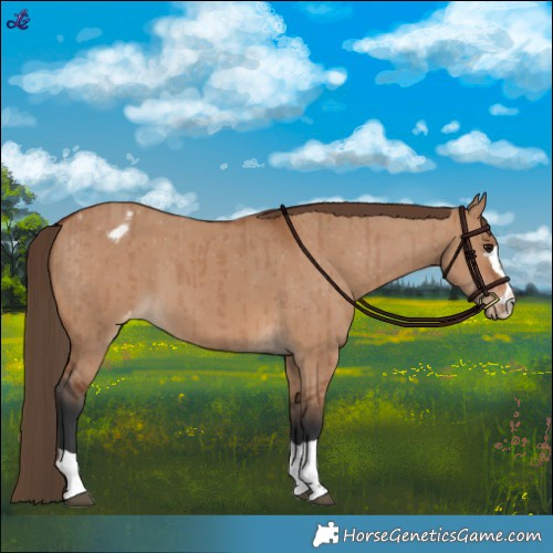 Horse Color:Bay Dun Varnish Brindle 