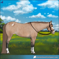 Horse Color:Bay Dun Appaloosa Brindle 