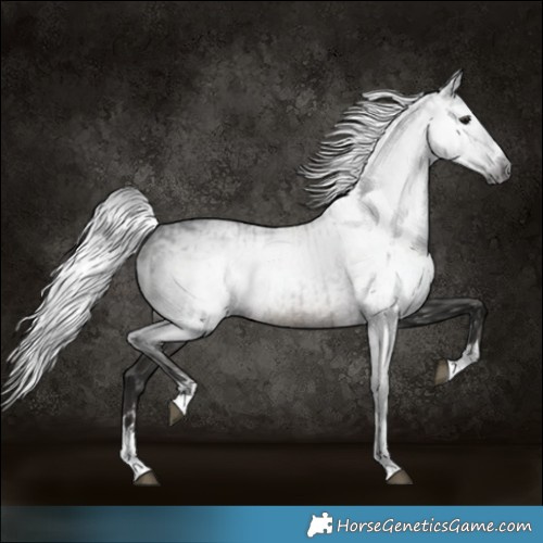 Horse Color:Gray Black  and Gray Black 