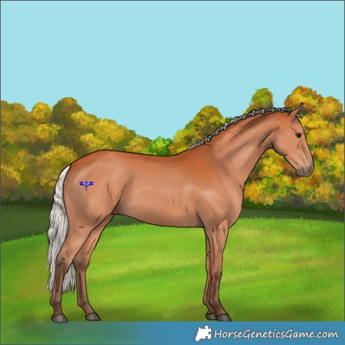 Horse Color:Silver Bay 