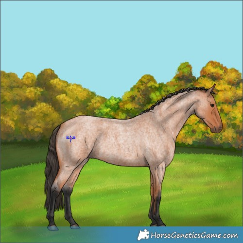 Horse Color:Bay Roan 