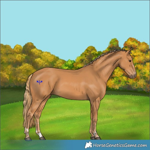 Horse Color:Chestnut  and Chestnut 