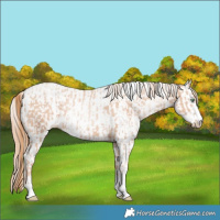 Horse Color:Gold Champagne Pearl Rabicano  and White Spotted Gold Champagne Pearl Rabicano