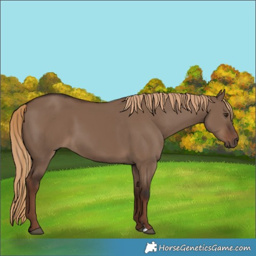 Horse Color:Liver Red Dun 