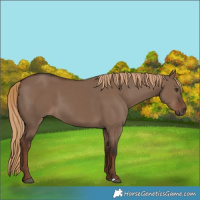Horse Color:Liver Red Dun