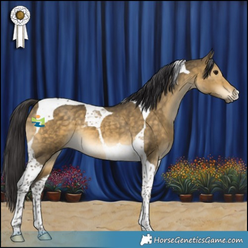 Horse Color:Buckskin Dun Tobiano 