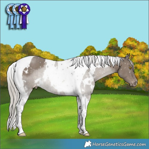 Horse Color:White Spotted Silver Grullo Tobiano Snowflake Varnish Rabicano 