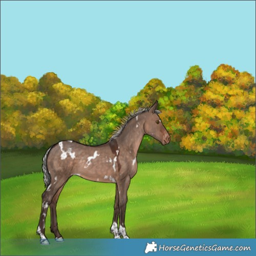 Horse Color:White Spotted Silver Brown Dun Tobiano Appaloosa Rabicano 
