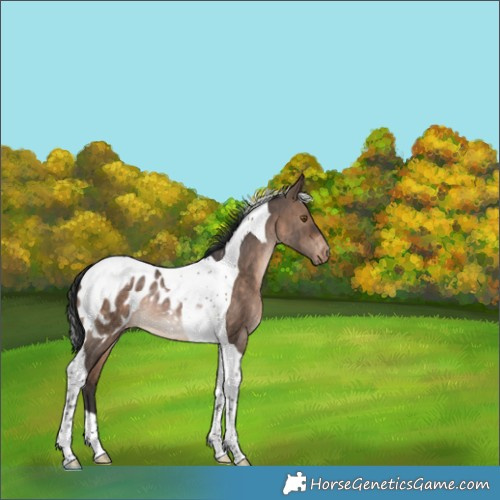 Horse Color:Brown Dun Tobiano Blanket Rabicano 