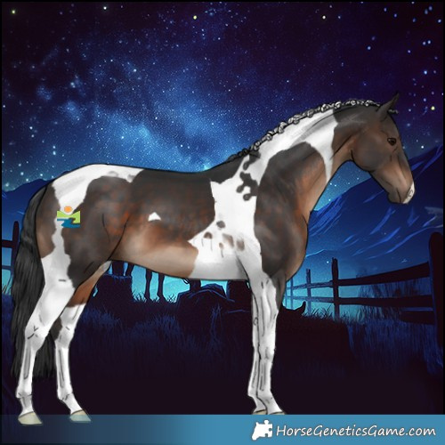 Horse Color:Brown Tobiano 