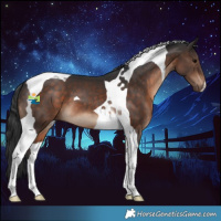 Horse Color:Brown Tobiano