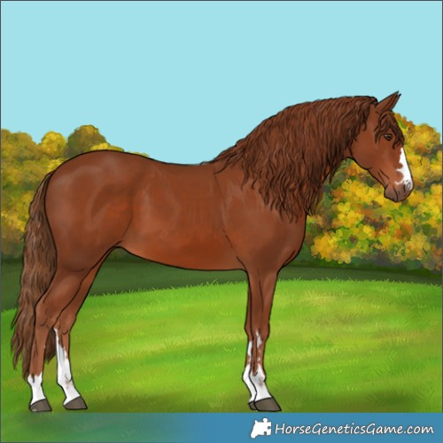 Horse Color:Chestnut 
