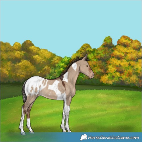 Horse Color:Liver Red Dun Tobiano Blanket Rabicano 