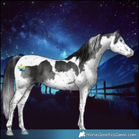 Horse Color:Gray Smoky Black Splash Tobiano Rabicano 