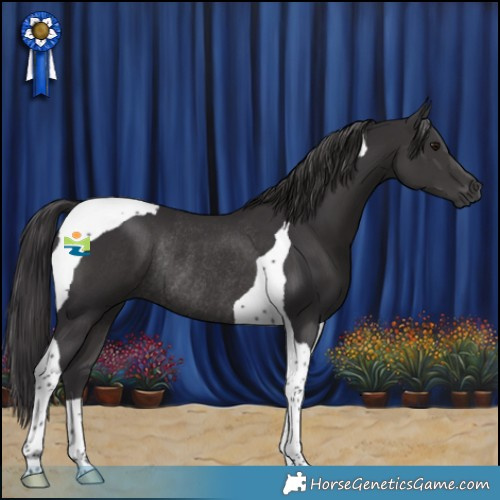 Horse Color:Smoky Black Tobiano Rabicano 