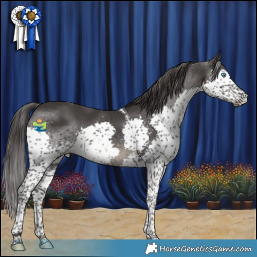Horse Color:Smoky Black Splash Tobiano Rabicano 