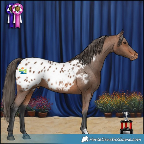 Horse Color:Bay Appaloosa Rabicano 