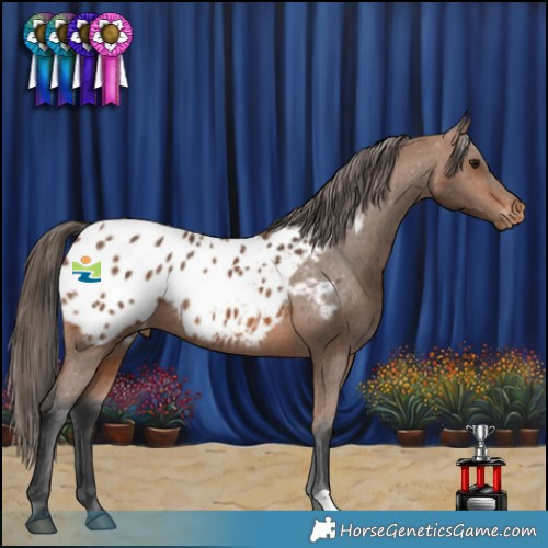 Horse Color:Bay Blanket Rabicano 