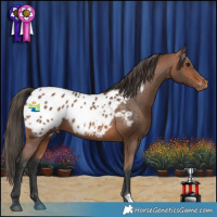 Horse Color:Bay Appaloosa Rabicano