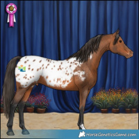 Horse Color:Bay Appaloosa Rabicano 
