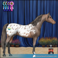 Horse Color:Bay Appaloosa Rabicano 