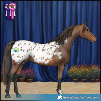 Horse Color:Bay Appaloosa Rabicano 