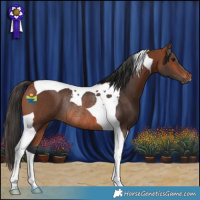 Horse Color:Bay Tobiano Rabicano 